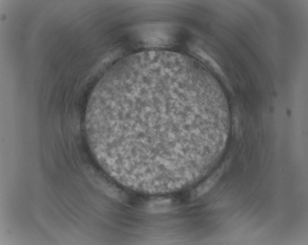 X0000077330257200611101531