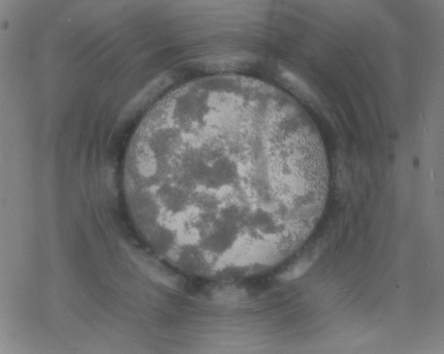 X0000077330258200611101531