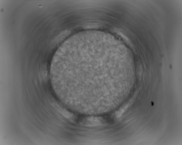 X0000077330261200611101531