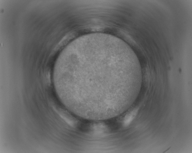 X0000077330262200611101531