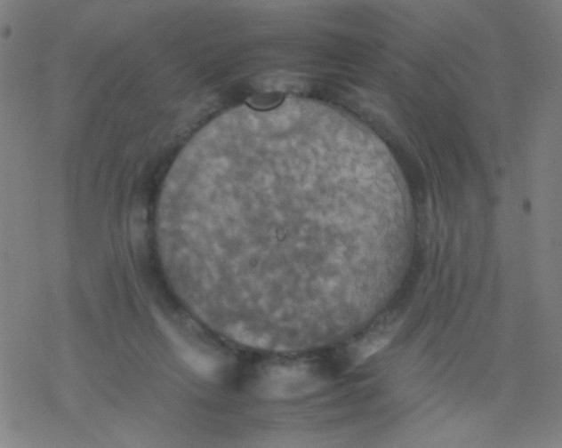 X0000077330263200611101531