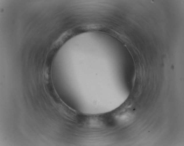 X0000077330264200611101531