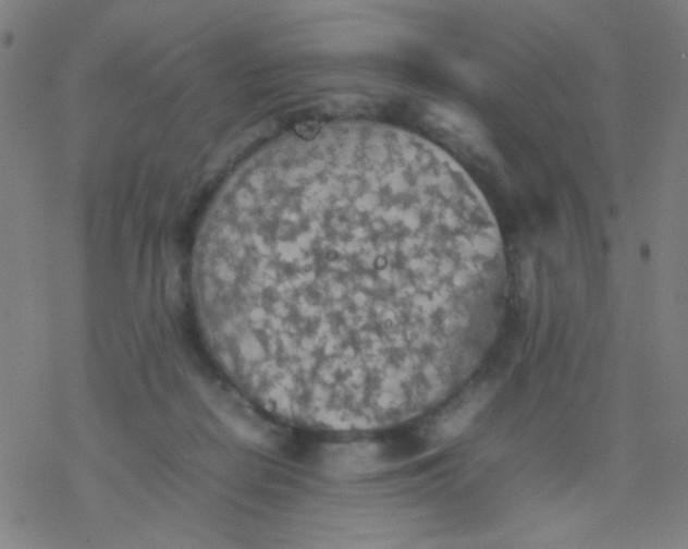 X0000077330266200611101531