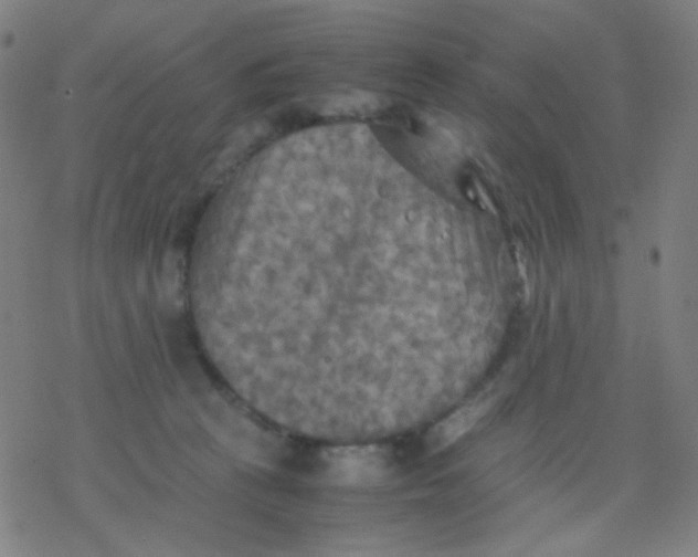 X0000077330273200611101531