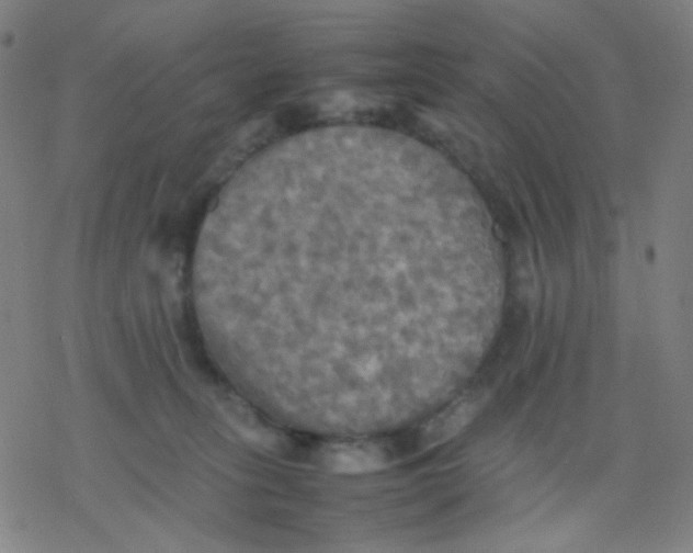 X0000077330275200611101531