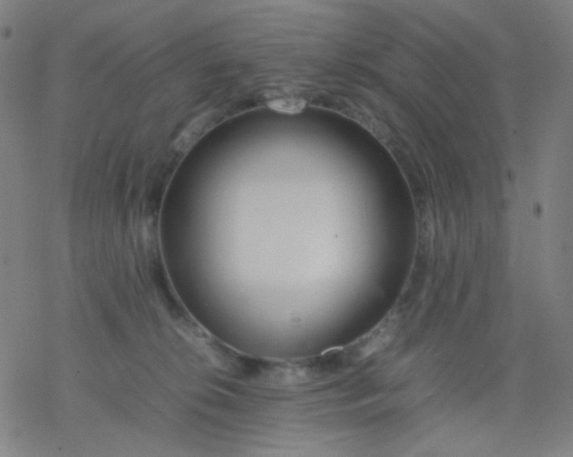 X0000077330276200611101531