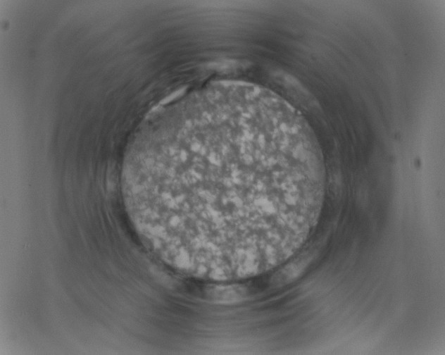 X0000077330277200611101531