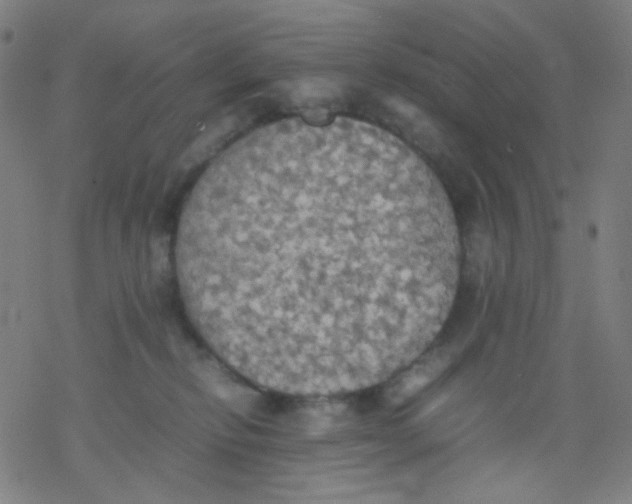 X0000077330278200611101531