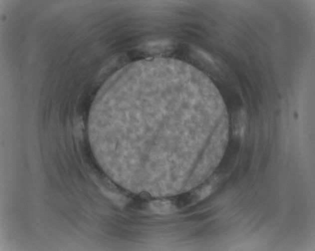 X0000077330279200611101531