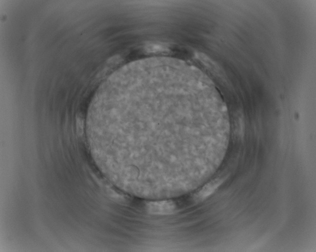 X0000077330281200611101531