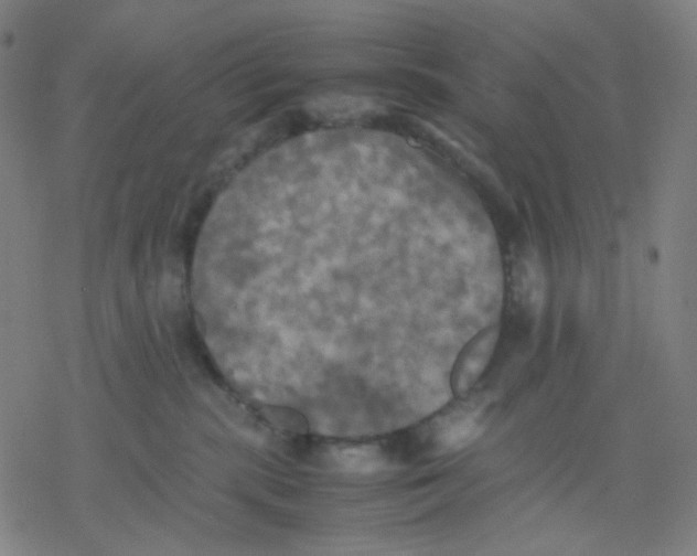 X0000077330283200611101531