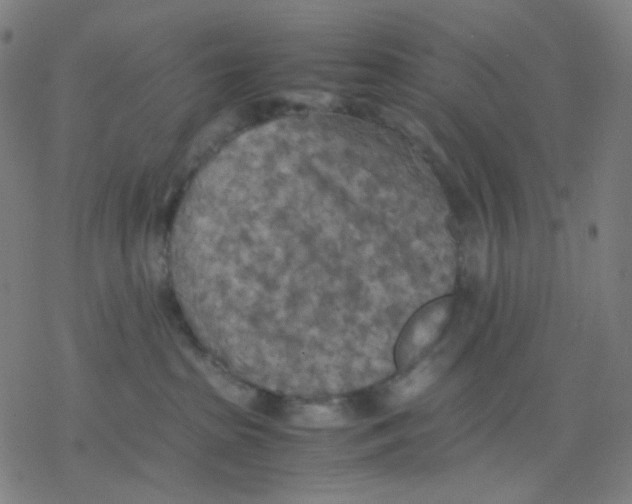 X0000077330285200611101531