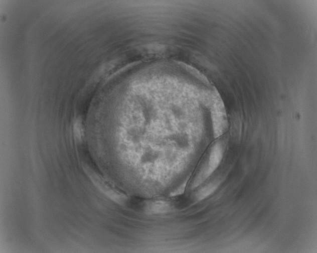 X0000077330287200611101531