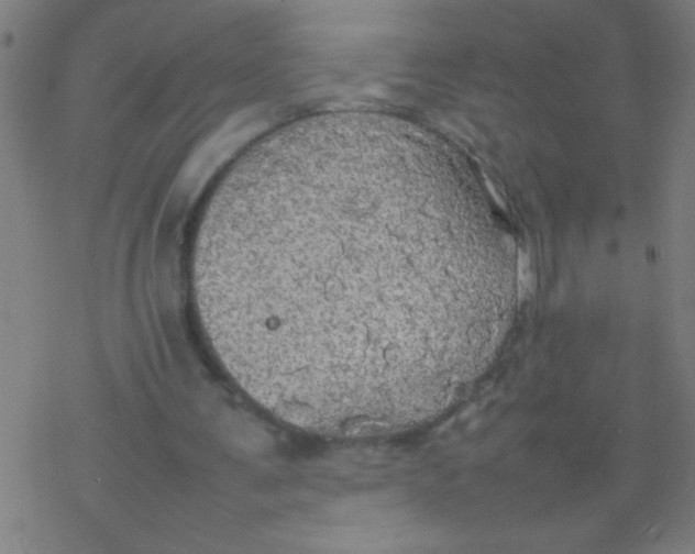 X0000077330291200611101531