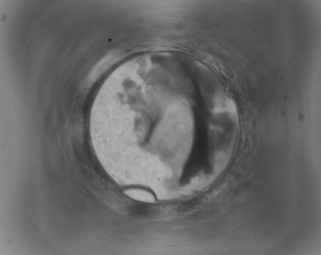 X0000077330295200611101530