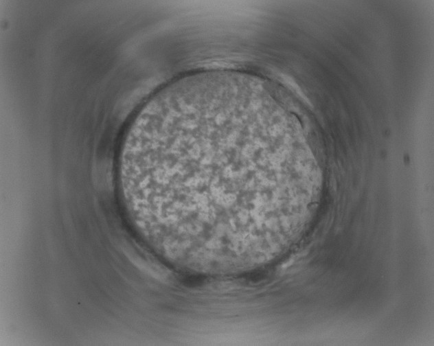 X0000077330299200611101530