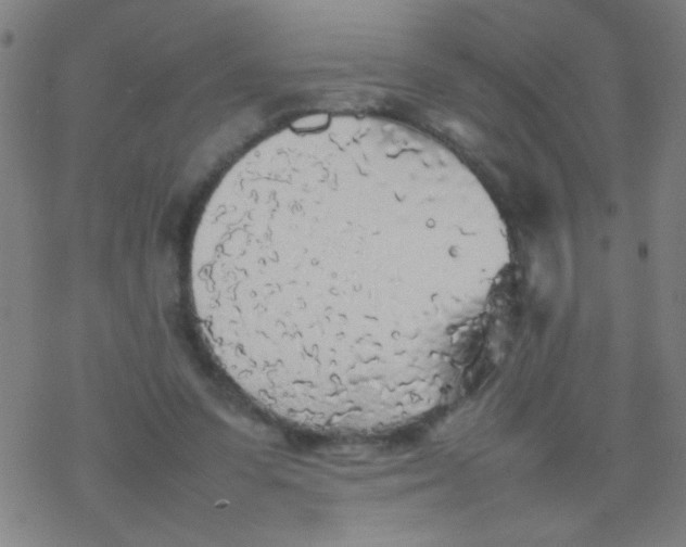 X0000077330303200611101530