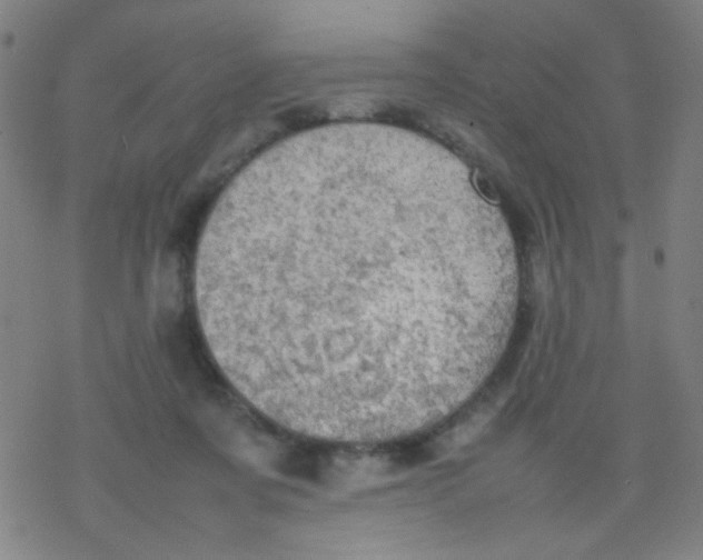 X0000077330311200611101530