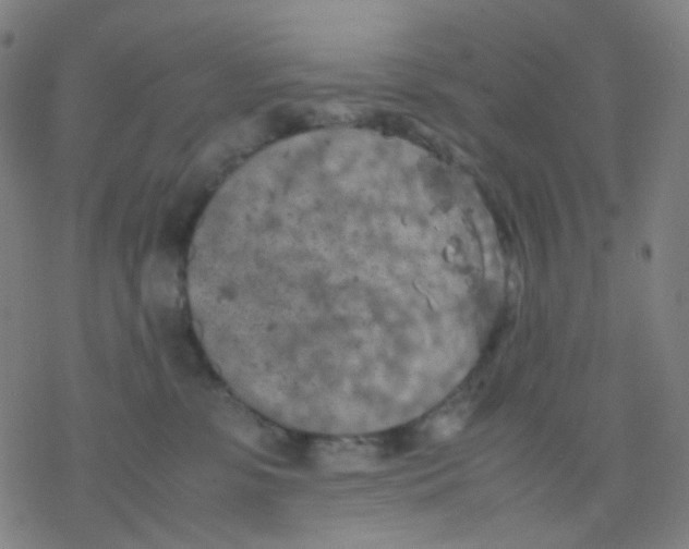 X0000077330331200611101530