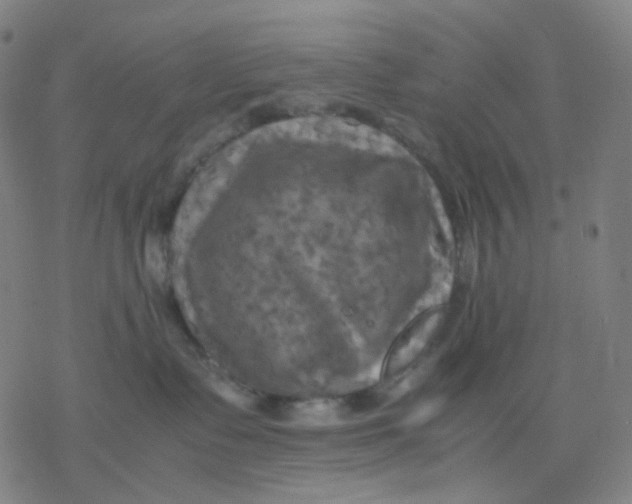 X0000077330335200611101530