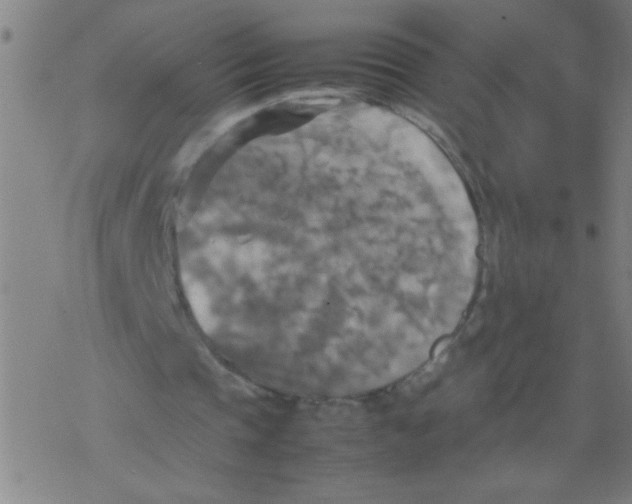 X0000077330337200611101529