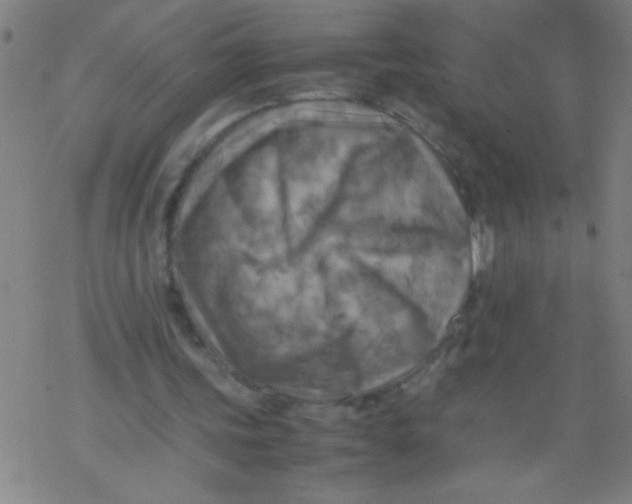 X0000077330339200611101529