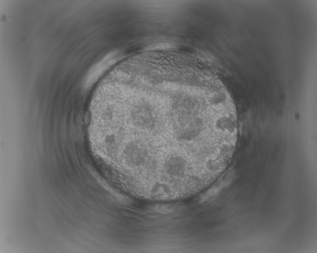 X0000077330341200611101529