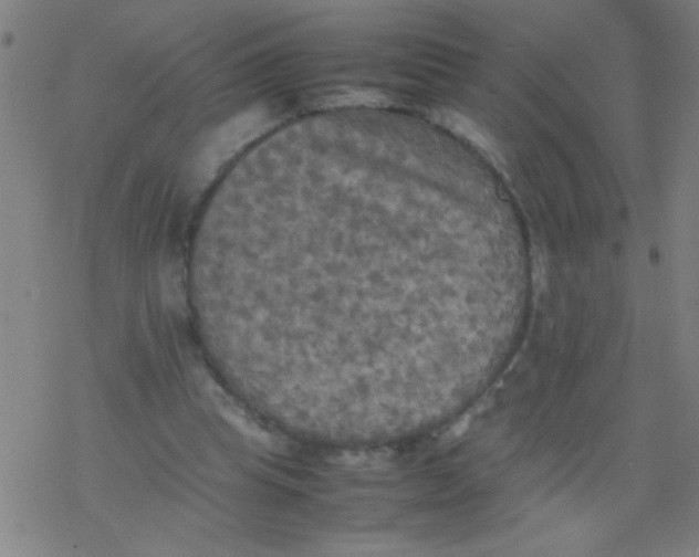 X0000077330345200611101529