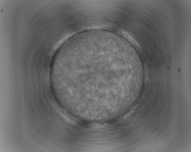 X0000077330346200611101529