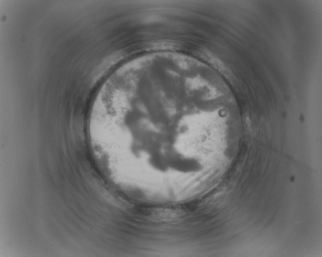 X0000077330347200611101529