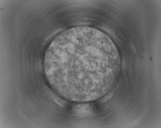 X0000077330353200611101529