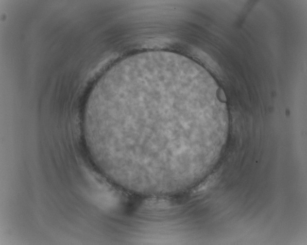 X0000077330354200611101529