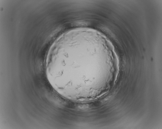 X0000077330355200611101529