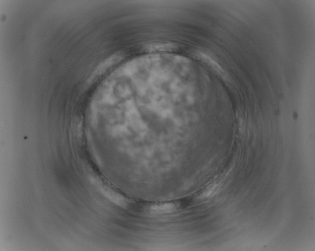 X0000077330357200611101529