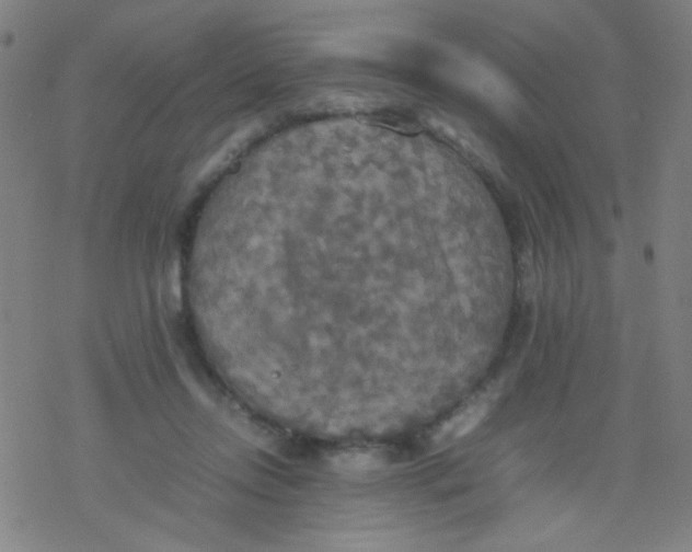 X0000077330358200611101529