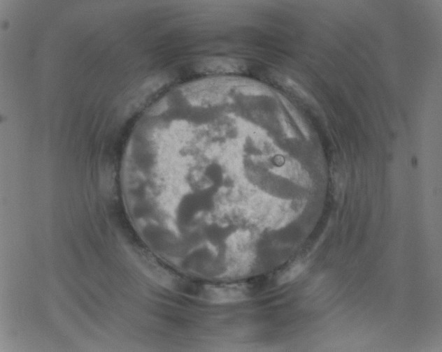 X0000077330359200611101529