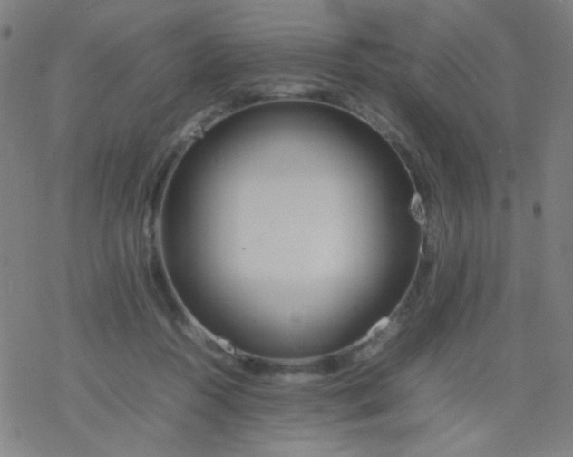 X0000077330360200611101529