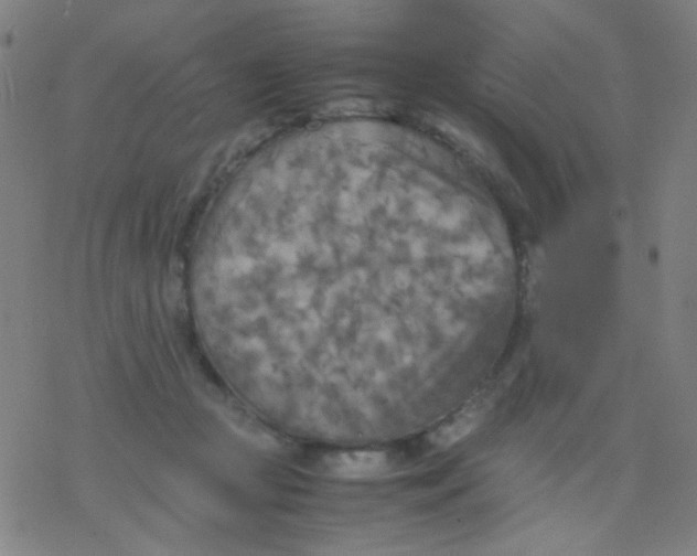 X0000077330361200611101529