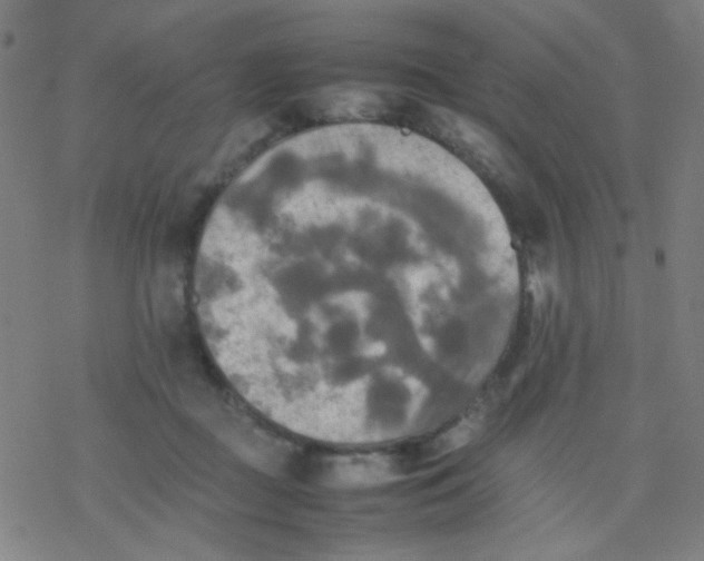 X0000077330363200611101529