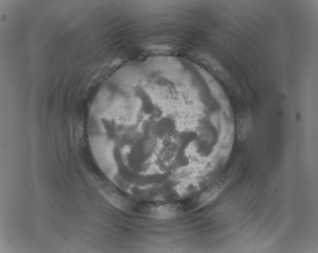 X0000077330365200611101530