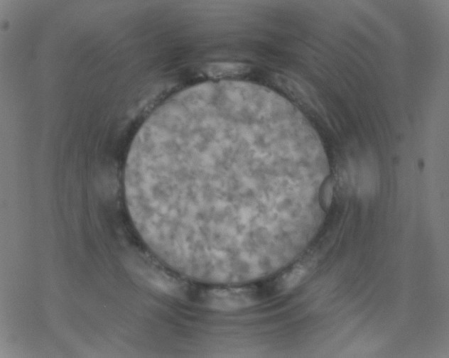 X0000077330367200611101530