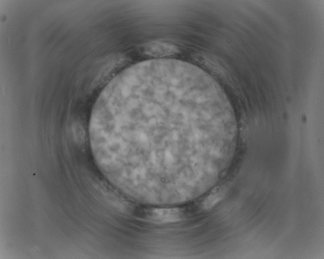 X0000077330371200611101530