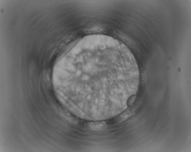 X0000077330373200611101530