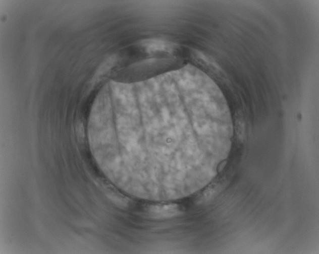 X0000077330375200611101530