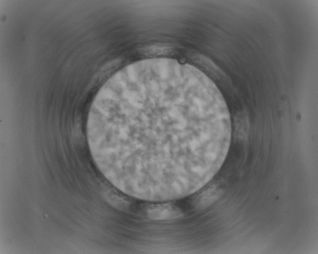 X0000077330377200611101530