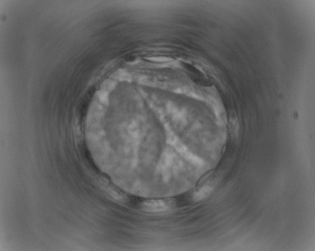 X0000077330381200611101530