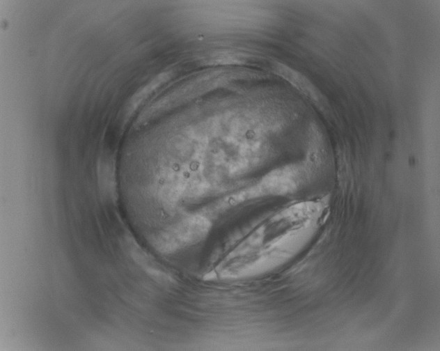 X0000077330386200611101529