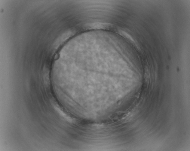 X0000077330394200611101529