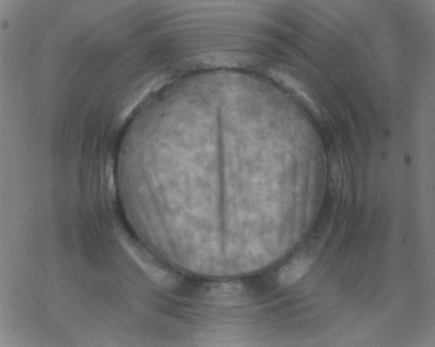 X0000077330398200611101529