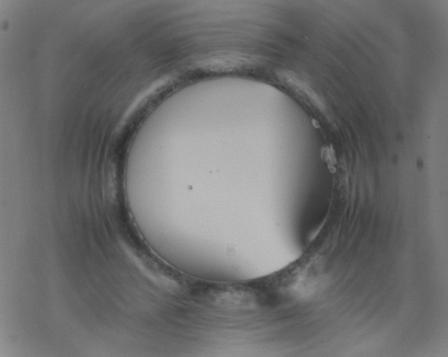 X0000077330400200611101529